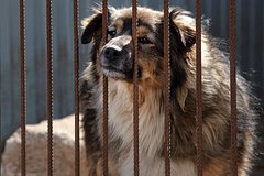 Подробнее о статье Приют в Чите опроверг роспуск более 100 собак из-за нехватки средств